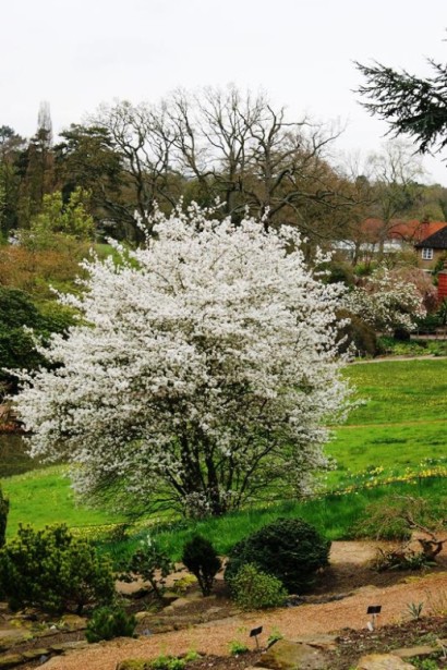 Цветущий куст ирги